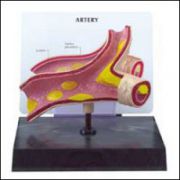 Artery Section Model