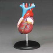 Budget Life-size Heart Model