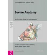 Bovine Anatomy - An Illustrated Text